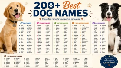 200 Best Harry Potter Dog Names for Your Magical Pup