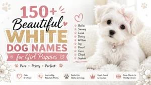 150+ beautiful white dog names for girl puppies with a cute fluffy white puppy