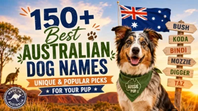 150+ best Australian dog names with unique and popular picks for your pup